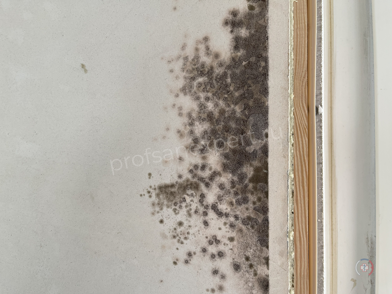 Как избавиться от плесени в частном доме: эффективные методы, проверенные специалистами